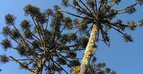 Pesquisador descobre em São Paulo fóssil de árvore anterior aos dinossauros