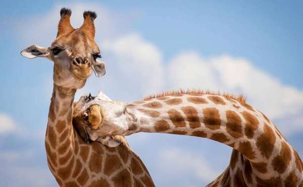 Foto: Graham Morrison, menção honrosa na categoria 