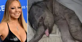 Mariah Carey planeja explorar animais em casamento e gera indignação