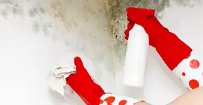 Morando com o inimigo: casa abriga agentes da alergia ao mofo