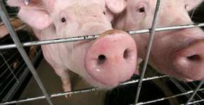 Foto: (Imagem sem texto alternativo disponivel ID [976088])