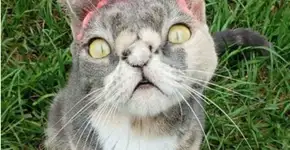 Gata considerada ‘feia’ escapa da morte e se torna estrela