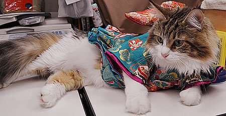 Gatos vestem quimono no Japão/ Imagem: Reprodução/ RocketNews24