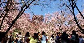 Festa das Cerejeiras