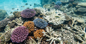 Foto: (Imagem sem texto alternativo disponivel ID [2740976])