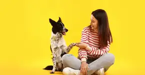 5 técnicas infalíveis para ensinar comandos básicos ao seu cachorro