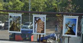 Foto: (Foto: Helber Aggio)