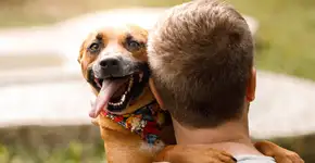 Brasil têm 4,8 milhões de pets abandonados: faça um teste e descubra se você pode adotar um animal e mudar essa estatística