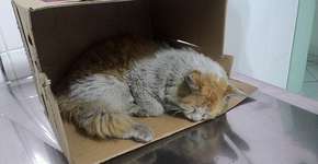 Foto: (Imagem sem texto alternativo disponivel ID [1137314])