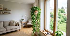 A melhor planta para enfeitar sua casa e transformar seu jardim