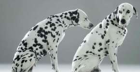 Dálmatas ensinam a procurar sinais do câncer de pele