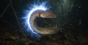 Foto: (Imagem sem texto alternativo disponivel ID [2706121])