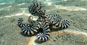 Foto: (Imagem sem texto alternativo disponivel ID [2739818])