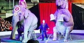 Elefantes são vítimas de maus-tratos em circo nos Estados Unidos