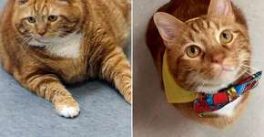 Veterinária dá dicas para emagrecer gatos