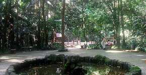 ONG fará plantio de árvores e distribuição de mudas em São Paulo