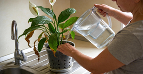 Foto: (Imagem sem texto alternativo disponivel ID [2723001])