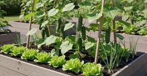 Foto: (Imagem sem texto alternativo disponivel ID [2773012])