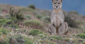 Foto: (Reprodução / Vertice Travel)