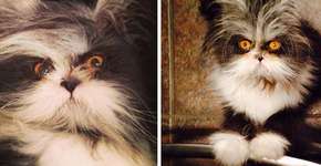 Desordem genética “Síndrome de Wolverine” faz gato ser mais peludo que o normal