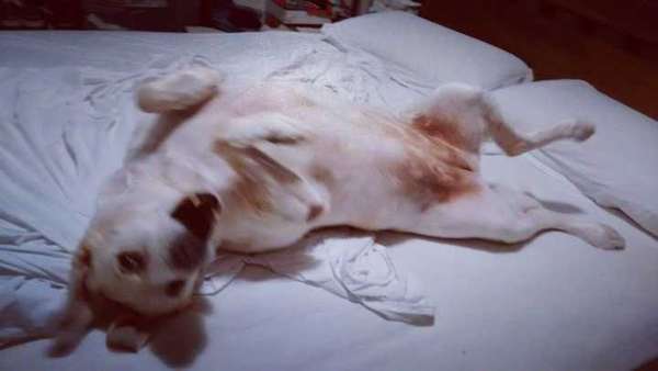 Veja alguns dos cães e gatos que já estão participando do #MostreABarriguinha!