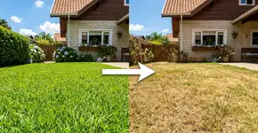 Na Austrália, para o gramado durar anos: o macete não é o fertilizante caro, mas nunca cortar a grama muito rente ao solo