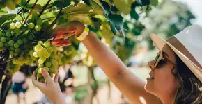 Foto: (Divulgação)