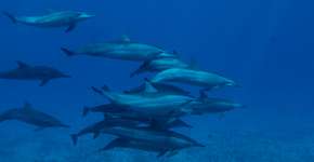 Foto: (Imagem sem texto alternativo disponivel ID [1868958])