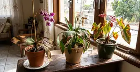 Para a orquídea, o antúrio e o lírio da paz durarem anos: o macete não é o excesso de água, mas nunca expô-las ao sol direto