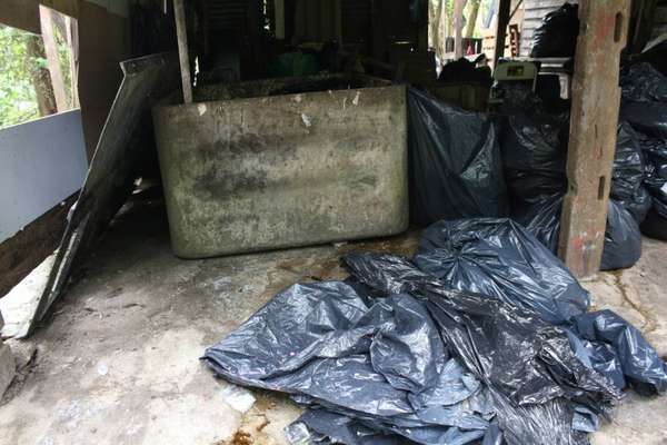 Os ativistas criaram uma vakinha para arrecadar dinheiro para os animais (Divulgação)