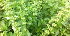 Foto: (Imagem sem texto alternativo disponivel ID [2703124])