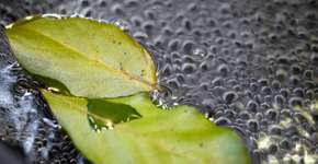 Foto: (Eugene Nekrasov/istock)