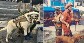 Cães ajudam no resgate e salvam vidas após terremotos no México