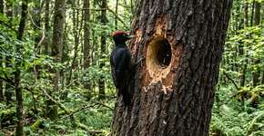 Uma ave elegante e valiosa habita as florestas domésticas.