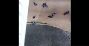 Foto: (Imagem sem texto alternativo disponivel ID [1359530])