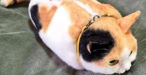 Foto: (Imagem sem texto alternativo disponivel ID [973036])