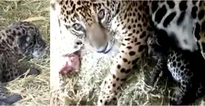 Onça que simbolizou queimadas no Pantanal vira mamãe