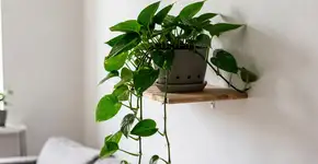 Foto: (Imagem sem texto alternativo disponivel ID [2721966])