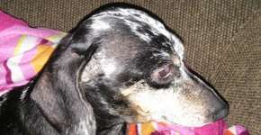 Publicitária lança rede social para cães