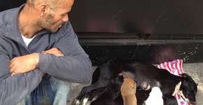 Cachorros comovem internet e catador reencontra família depois de 15 anos