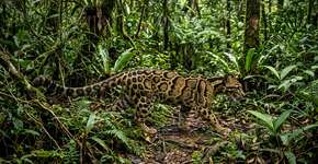 Câmeras de trilha capturam momento inédito de um dos predadores mais raros da floresta tropical na Terra