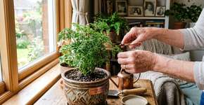 Por que os povos antigos costumavam plantar uma árvore camaleão em suas casas?