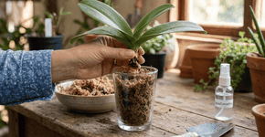 Foto: (Imagem sem texto alternativo disponivel ID [2769334])