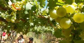 Enoturismo em pleno sertão nordestino