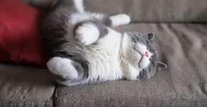 Gata diagnosticada com coronavírus morre no Rio Grande do Sul