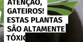 Essas plantas representam um sério risco à saúde dos gatos