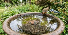 Quem tiver um bebedouro para pássaros é incentivado a adicionar um item natural a ele