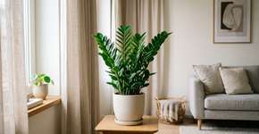 Qual é a planta mais resistente e elegante para decorar sua casa de forma natural?