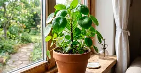 Você deixou passar um dos melhores estimulantes naturais para plantas até agora