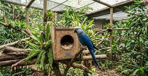 Aves perdem fertilidade nos programas de reprodução e complica sua sobrevivência